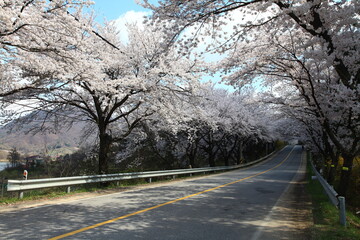 Fototapeta premium Cherry Blossom