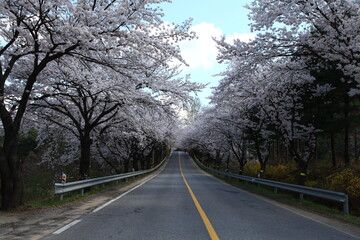 Obraz premium Cherry Blossom