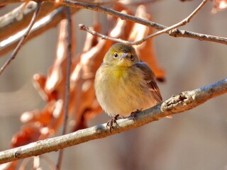 Pine Warbler
