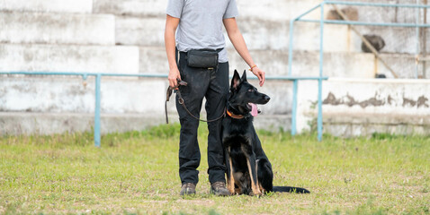 Dog training with his owner. German shepherd puppy