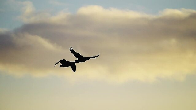 silhouette of two flying geese Against Warn Orange Sunset Skies. Slow Motion, synchronized flapping wings. tracking shot
