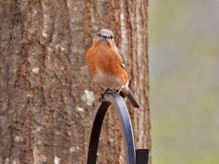Eastern Blue Bird
