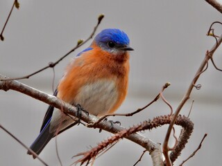Eastern Blue Bird
