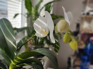 Colorful pink and white Orchid flower blooming on the window in house. Slovakia
