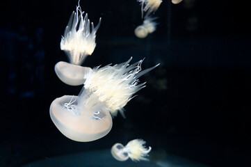 Rhizostoma pulmo or barrel, dustbin-lid jellyfish