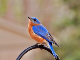 Eastern Blue Bird 