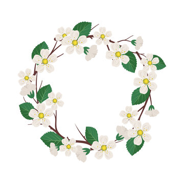 Round wreath of cherry or apple tree. Frame with white flowers. Spring blooming composition with buds and leaves. Festive decoration for wedding, holiday, postcard and design. Vector flat illustration