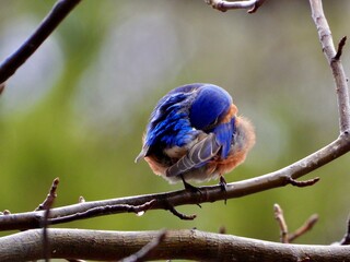 Eastern Blue Bird
