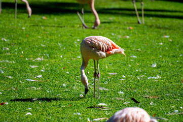Colony of pink flamingo exotic birds