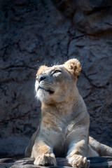 Obraz premium Adult female lioness resting on sunlights after dinner