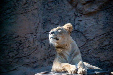 Naklejka na ściany i meble Adult female lioness resting on sunlights after dinner
