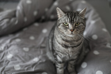 striped gray cat on the gray blanket in bed