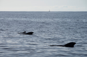 Fototapeta premium Whales watching from boat, spotted family of whales near coast of Tenerife, Canary islands, Spain