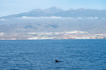 Obraz premium Whales watching from boat, spotted family of whales near coast of Tenerife, Canary islands, Spain