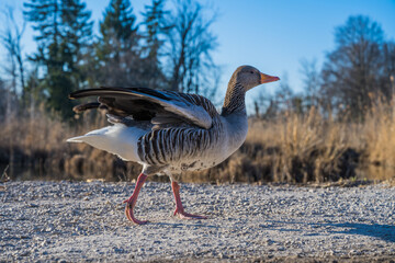greylag goose in a field