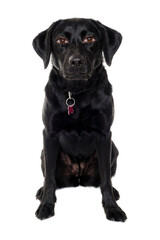 therianthrope labrador retriever dog with human eyes