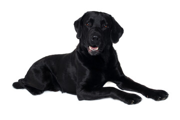 Happy balck labrador retriever dog