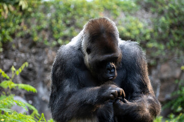 Gorilla herbivorous, great black ape inhabit tropical forests of equatorial Africa