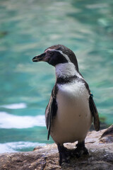 Obraz premium Colony of gentoo and emperor penguins sea birds