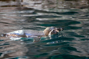 Colony of gentoo and emperor penguins sea birds