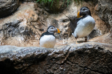 Common puffin or Fratercula arctica sea bird close up
