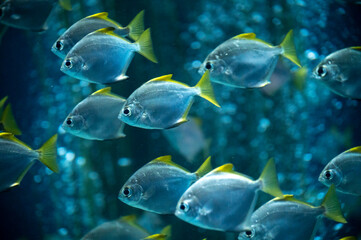 Naklejka premium Group of colorful monodactylus argenteus silver moonyfish swim in marina aquarium