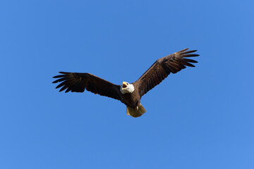 Fototapeta na wymiar American Bald Eagle in flight, wings spread, mouth open