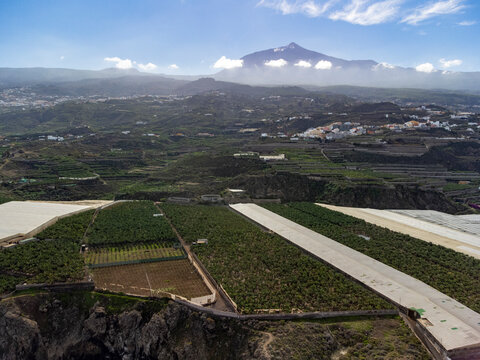 Aerial view banana tree plantation and top of mount Teide on Tenerife near Garachico, Canary islands, Spain