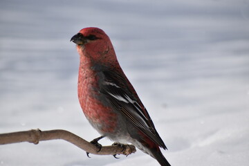 A Pine Grosbeak in winter, Sainte-Apolline, Québec, Canada