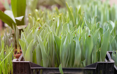 seedlings of tulips in a pot in early spring