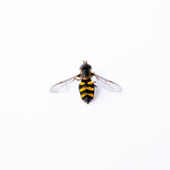 Syrphidae Diptera insect fly with black and yellow stripes, striped color isolated on a white background close-up top view