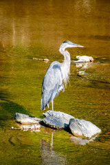 Blue Heron on a Rive