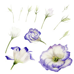 Isolated elements, watercolor lisianthus flowers on a white background