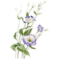 Lisianthus flowers on a white background, watercolor illustration