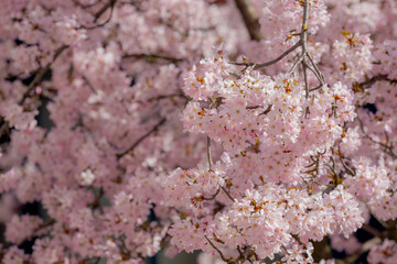 Selective focus of branches white pink Cherry blossoms on the tree under blue sky and sun, Beautiful Sakura flowers in spring season in the park, Floral pattern texture, Nature wallpaper background.