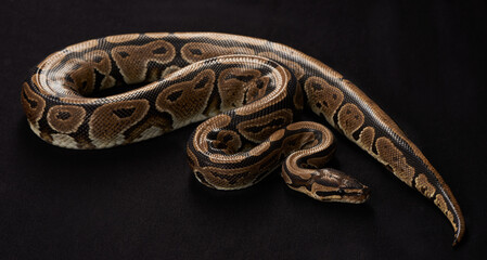 Majestic and deadly. Shot of a Burmese Python against a black background.