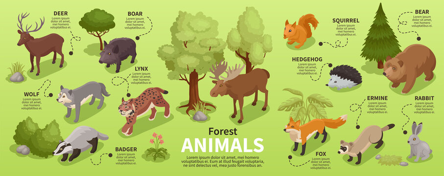 Forest Animals Line Images – Browse 55,300 Stock Photos, Vectors, and Video  | Adobe Stock