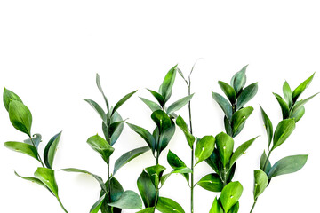 Different tropical green leaves on white background