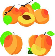 Orange Sweet Apricot Fruit Vector Illustration Art