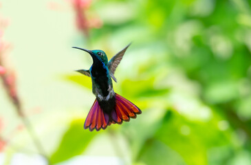 Fototapeta na wymiar Male Black-throated Mango hummingbird, Anthracothorax nigricollis, hovering in an unusual pose with his pink tail flared. 