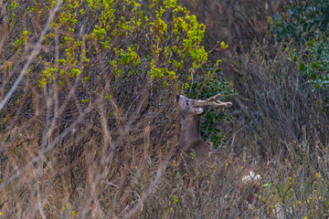 Deer looking for food in the undergrowth  on the island of Juist