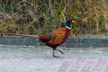 A pheasant runs through the middle  of the town on the island of Juist