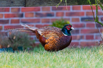 A pheasant runs through the middle  of the town on the island of Juist