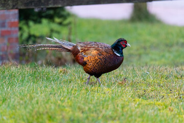 A pheasant runs through the middle  of the town on the island of Juist