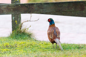 A pheasant runs through the middle  of the town on the island of Juist
