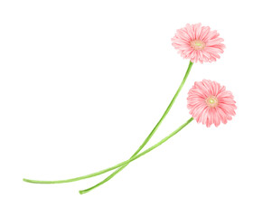 Pink gerbera frame drawn in digital watercolor
