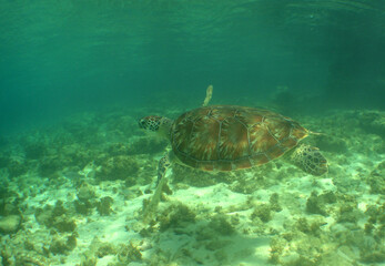 Obraz na płótnie Canvas sea turtle , caribbean sea , Curacao island