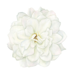 Watercolor illustration with a watercolor wild white rose on a white background