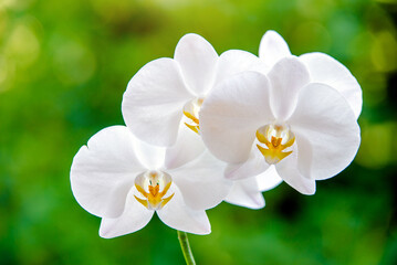 Obraz premium White Orchid branch on green natural background 