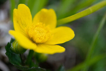 close up of marsh marigold